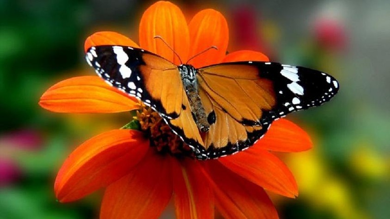 429928-843x632-Butterfly-Butterfly-Rainforest-Gainesville-Florida002